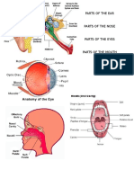 Parts of the Ear