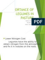 Importance of Legumes in Pasture