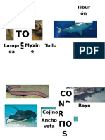 Tipos de Peces