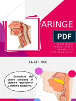 FARINGE Anatomia1