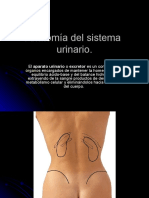 anatoma del sistema Urinario.ppt