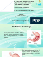 Anatomía Del Estomago