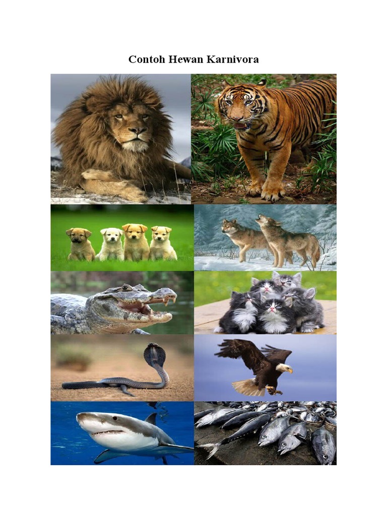Contoh Hewan Karnivora, Herbivora, Omnivora | PDF