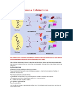 Proteínas Estructuras