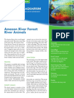 AmazonRainForest EdFactSheet Elem