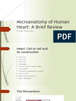 Microanatomy of Human Heart