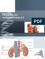 glandula suprarrenal.ppt