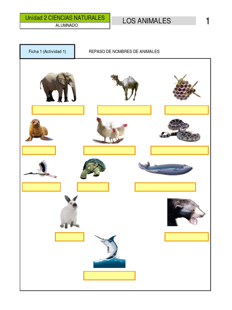 Animales PDF | PDF | Invertebrado | Vertebrados