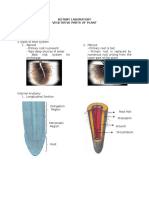 botany-laboratory-parts-of-a-plant.doc