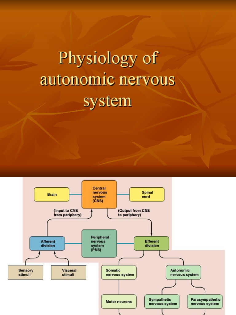 Autonomic Nervous System Physiology | PDF | Epinephrine | Stress (Biology)