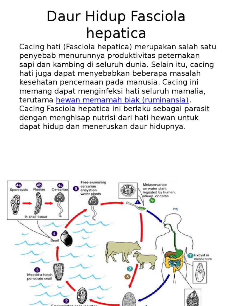 Daur Hidup Fasciola Hepatica