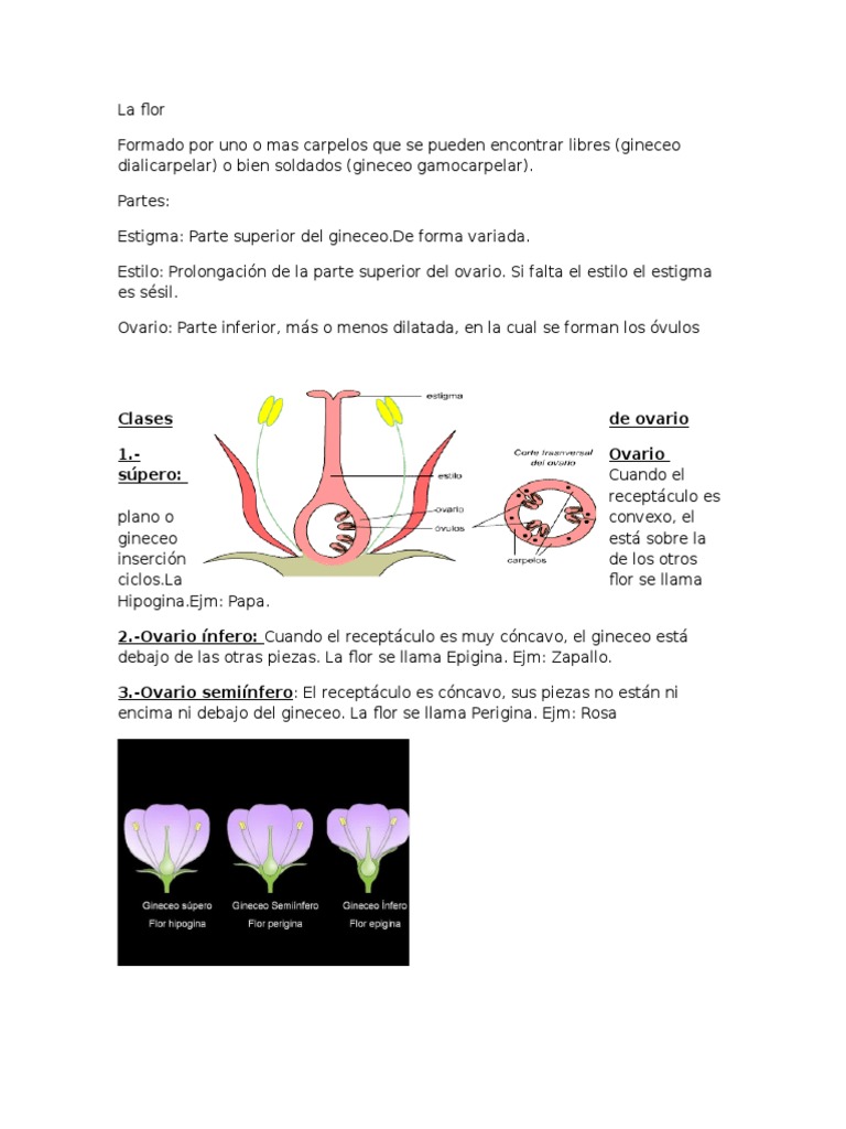 Estructura y Tipos de Flores | PDF | Flores | Sistema reproductivo