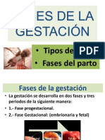 Fases de La Gestación