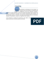 Clasificación Taxonómica Características Morfológicas de Hortalizas