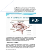 Sistema Ventricular