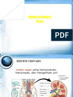 Anatomi Sistem Urinary