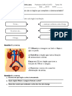 Sistema Excretor