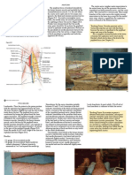 Popliteal Nerve Block