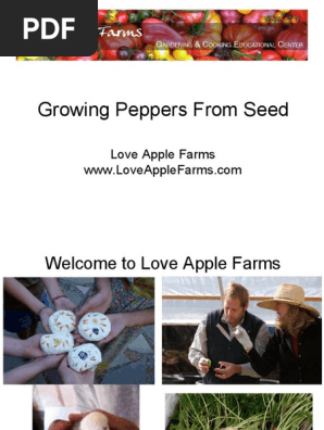 Growing Peppers From Seed