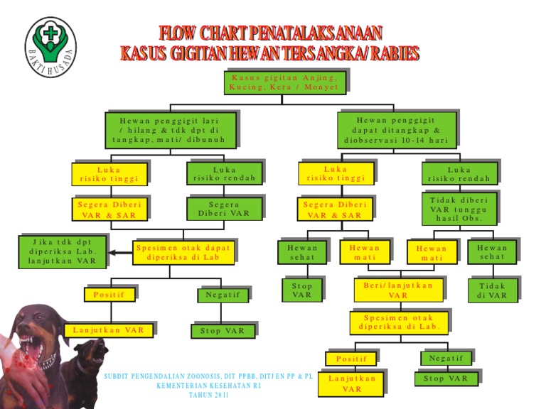 Flow Chart Tatalaksana Rabies