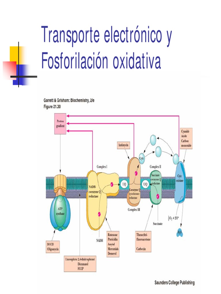 Cte PDF Cadena de transporte de electrones Mitocondria