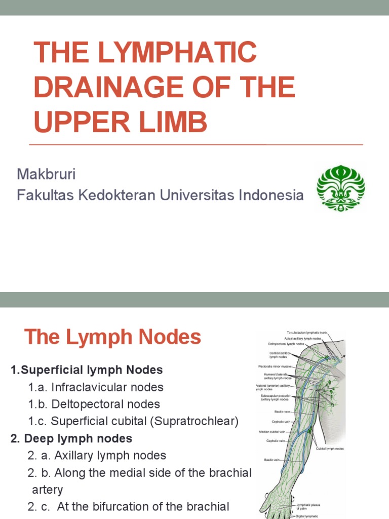 The Lymphatic Drainage of the Upper Limb Lymphatic System Arm