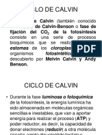 Ciclo de Calvin.pdf