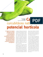 Caigua Horticola