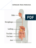 Alat Pencernaan Pada Manusia