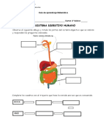 El Sistema Digestivo