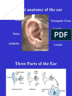 Anatomy of The Ear Hearing