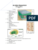 StudyNotes Photosynthesis PDF