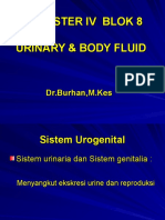 Anatomi - Urinary Tract