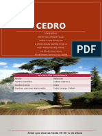 Cedro