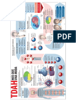 TDAH-interesante-visual-y-completa-infografía-.pdf