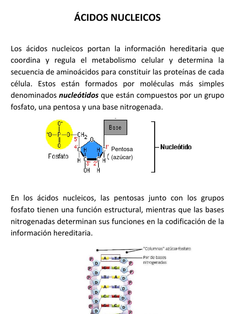Sobre ácidos Nucleicos Assinale A Alternativa Incorreta