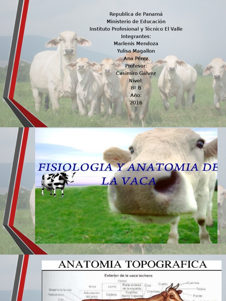 Anatomia de La Vaca | PDF | Sangre | Vagina