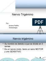 Nervio Trigémino