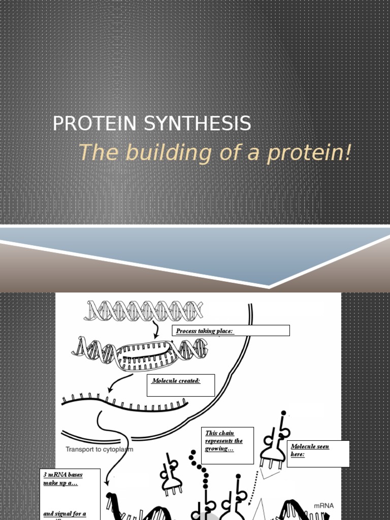 Protein Synthesis Notes and Diagram | PDF | Translation (Biology ...