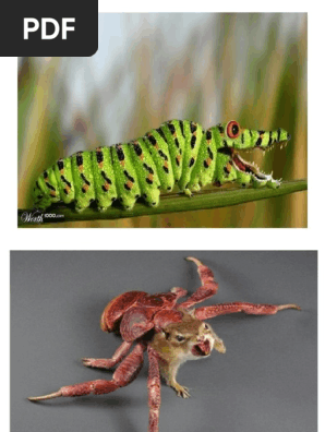 Haiwan Imaginasi Pdf