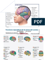 Funciones Del Cerebro