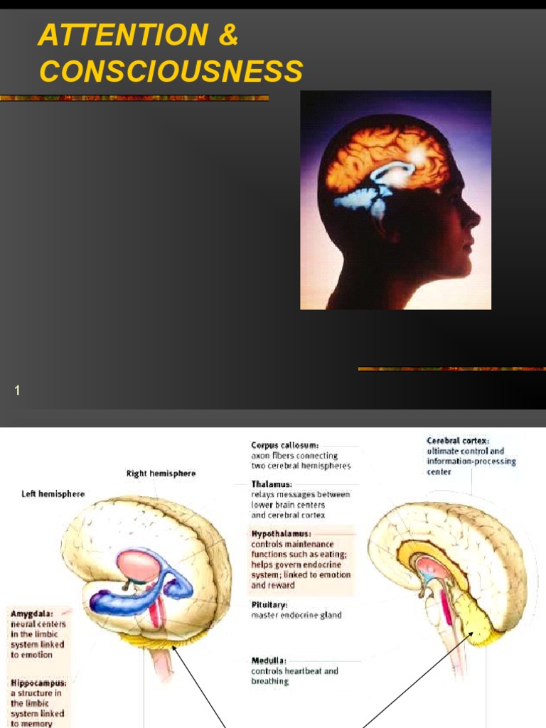 The Neuroscience of Attention and Consciousness: An In-Depth ...