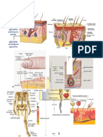 Anatomia