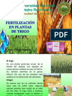 Fertilizacion en Plantas de Trigo