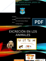 Excreción en Los Animales