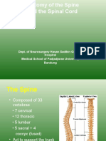 Anatomy of The Spine