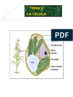 Tema 2 Célula