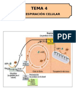 Tema 4 Respiración