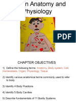 Chapter 6 Human Anatomy and Physiology Powerpoint