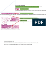 Histofisiologia de Las Arterias Coronarias